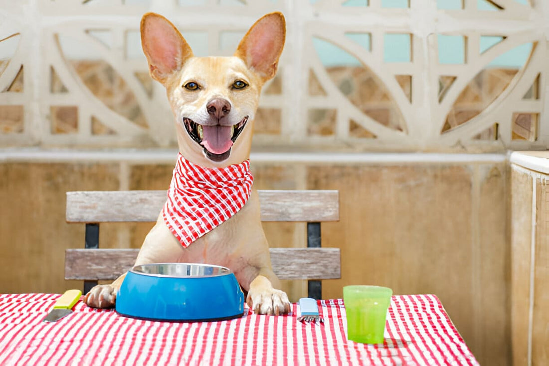 Como Escolher uma Boa Ração para Cão