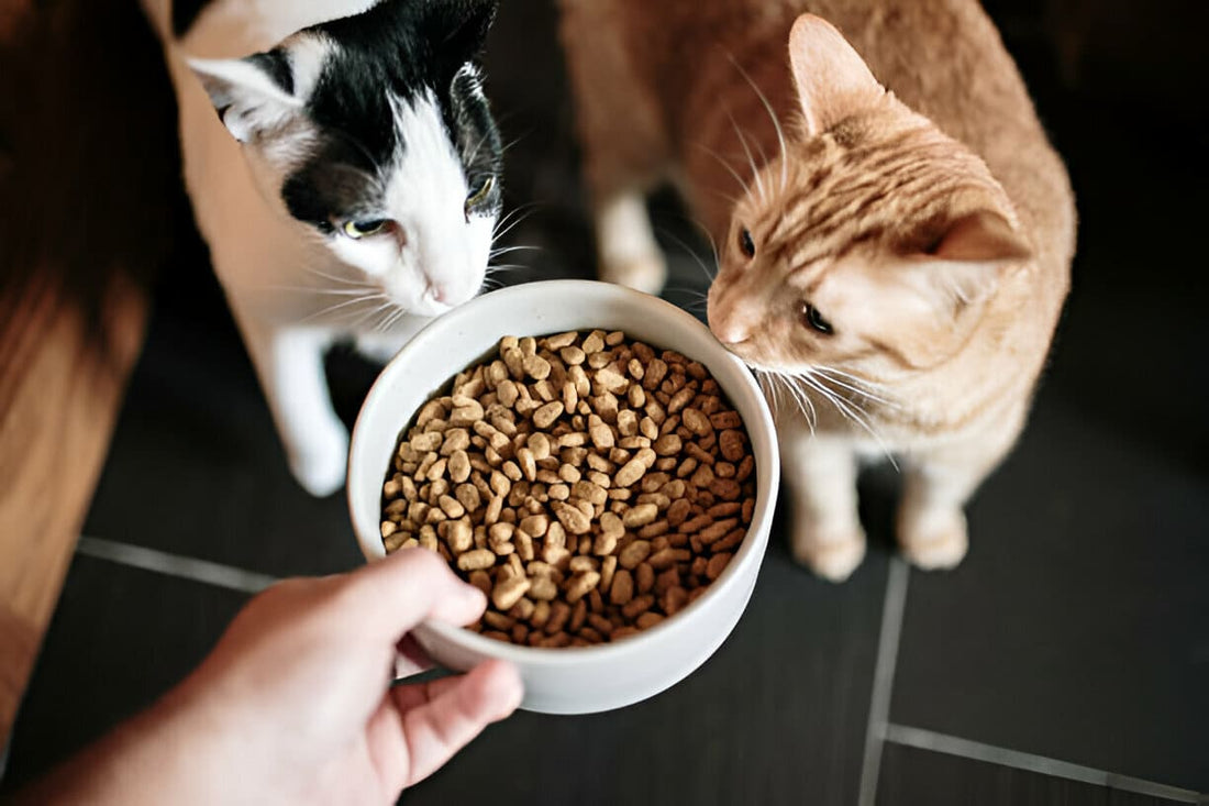 Como Escolher uma Boa Ração para Gato