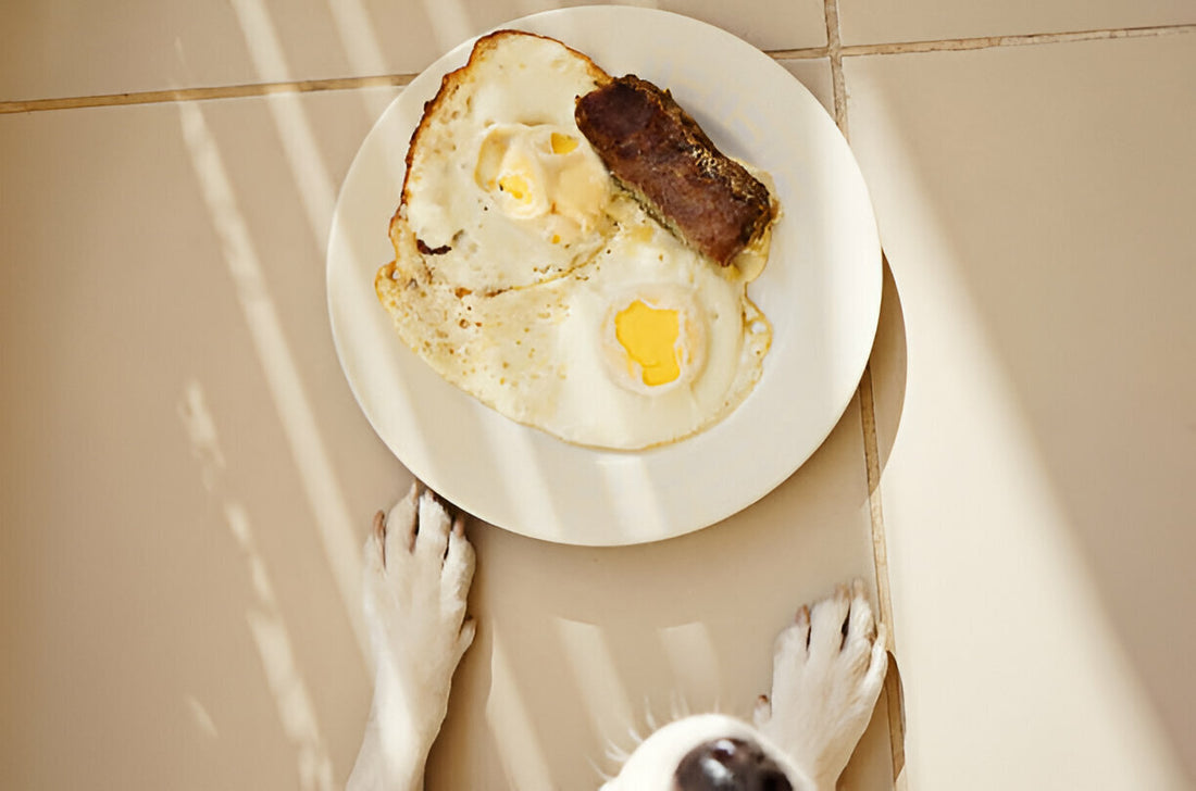 Os Cães podem comer ovo?