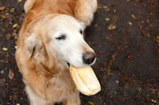 Os Cães podem comer Pão? Exploramos mitos e realidades!