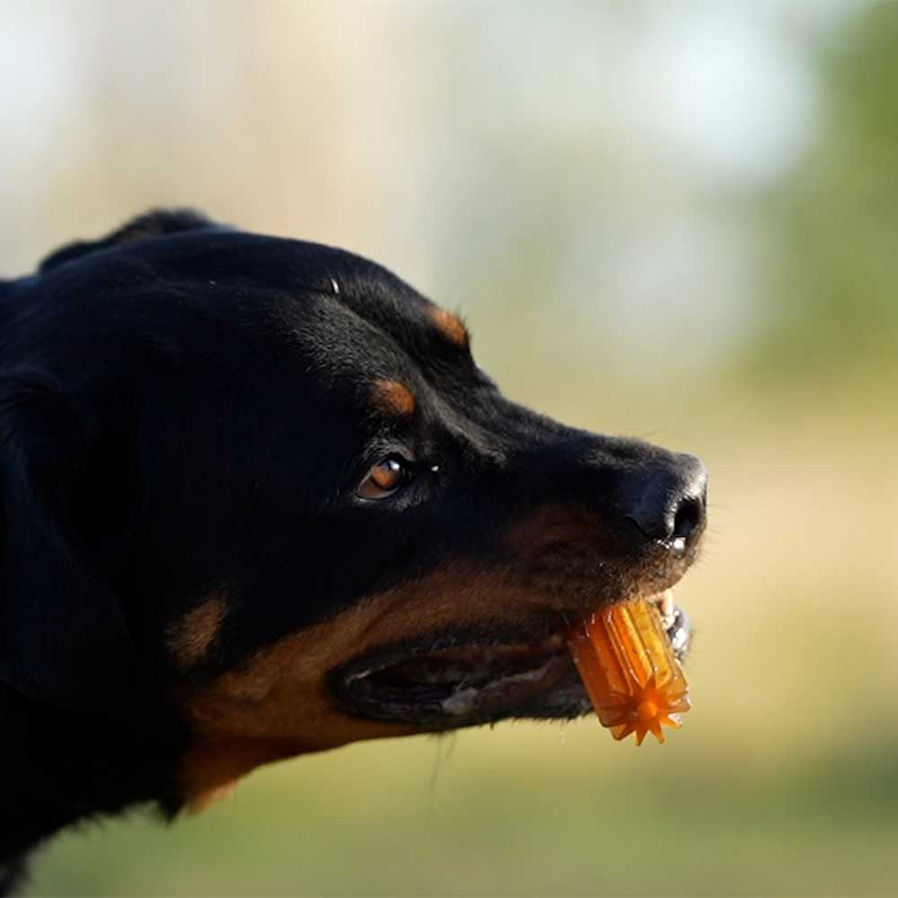 Rub Teether Clean - Brinquedo Orgânico para Cão