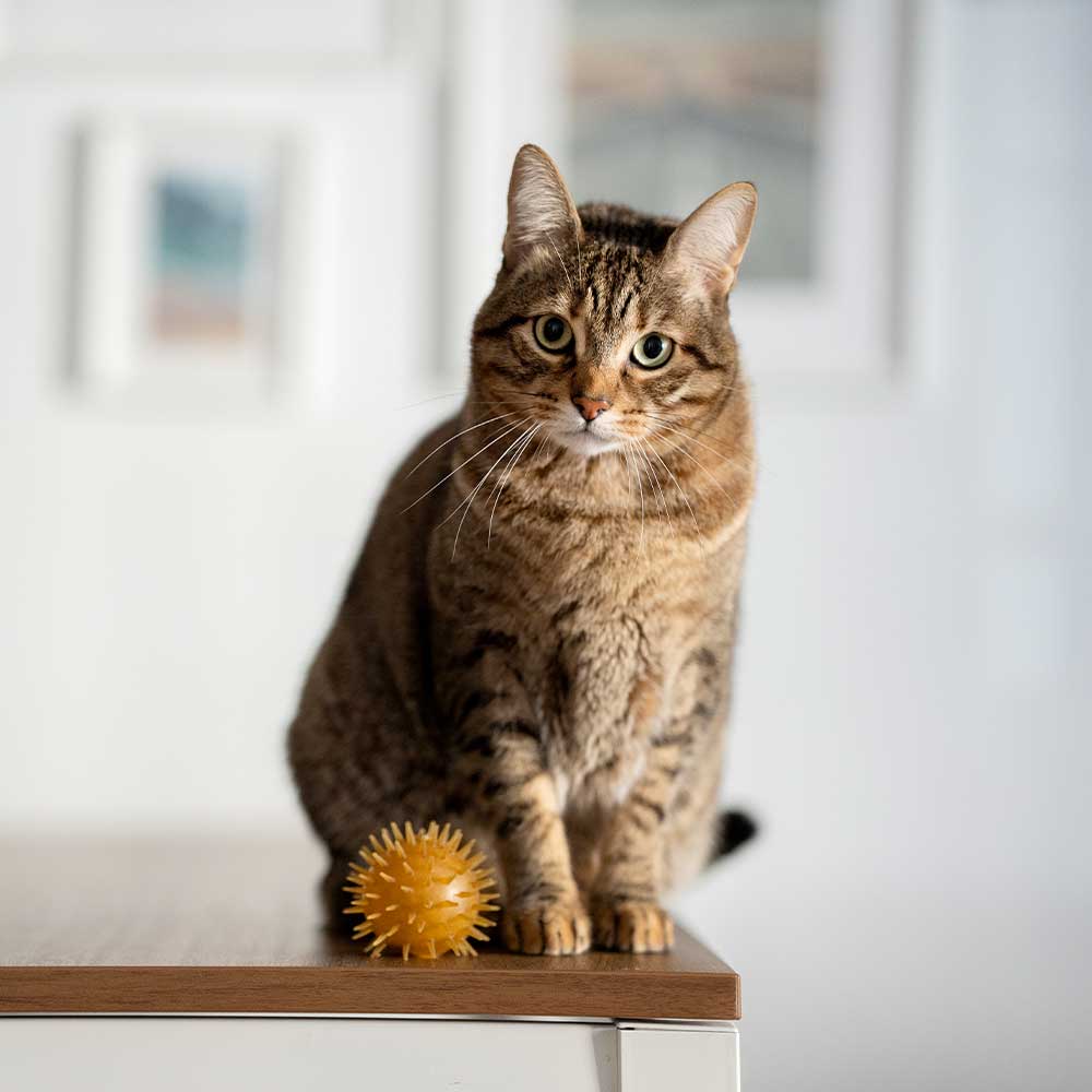 Rub Ball & Bell - Brinquedo Orgânico para Gato