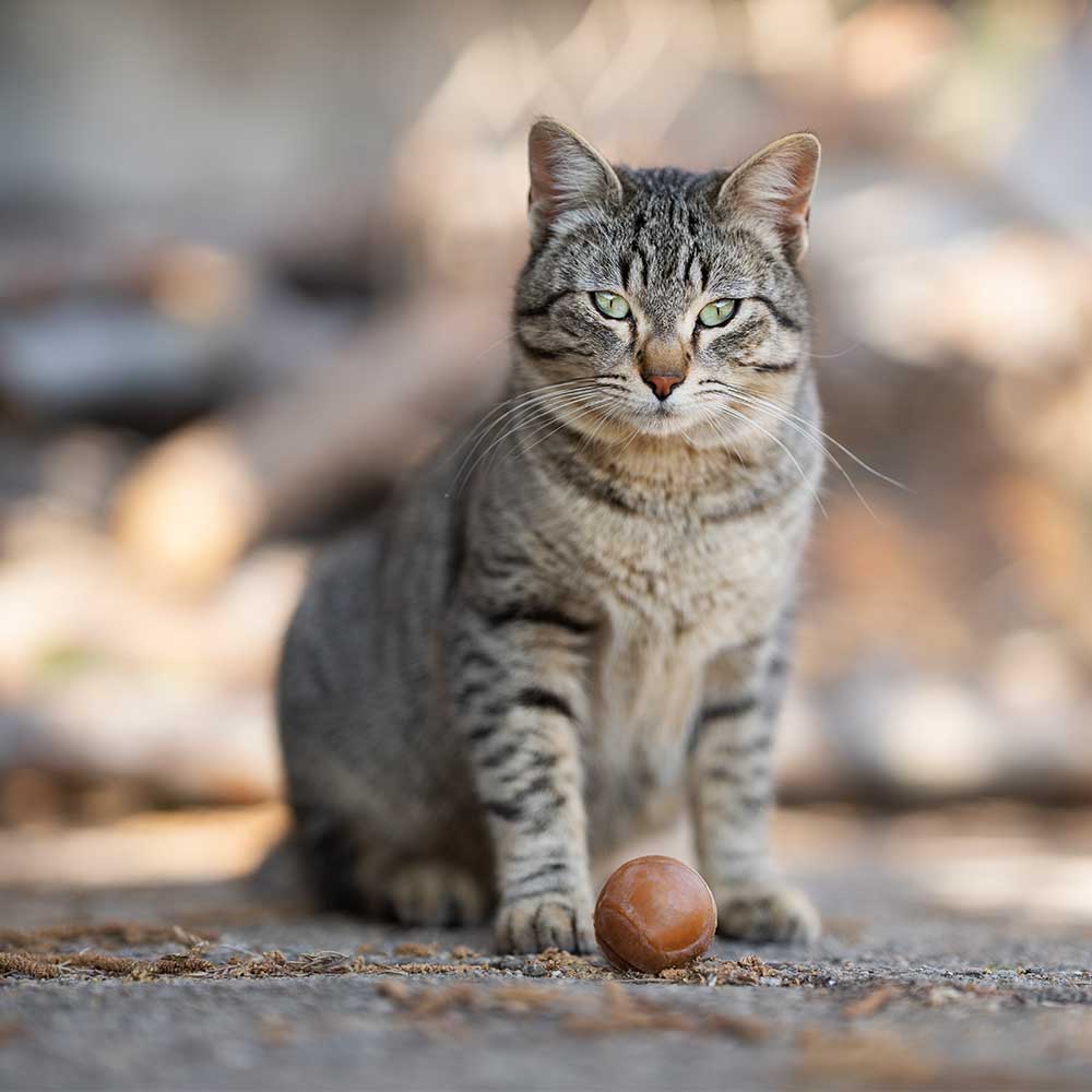 Rub Ball - Brinquedo Orgânico para Gato