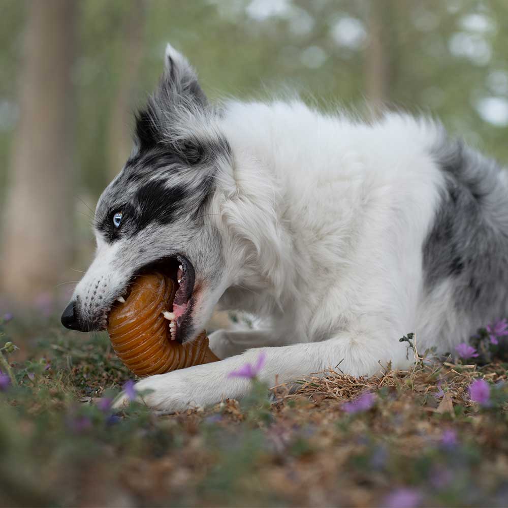 Rub Bouncy - Brinquedo Orgânico para Cão