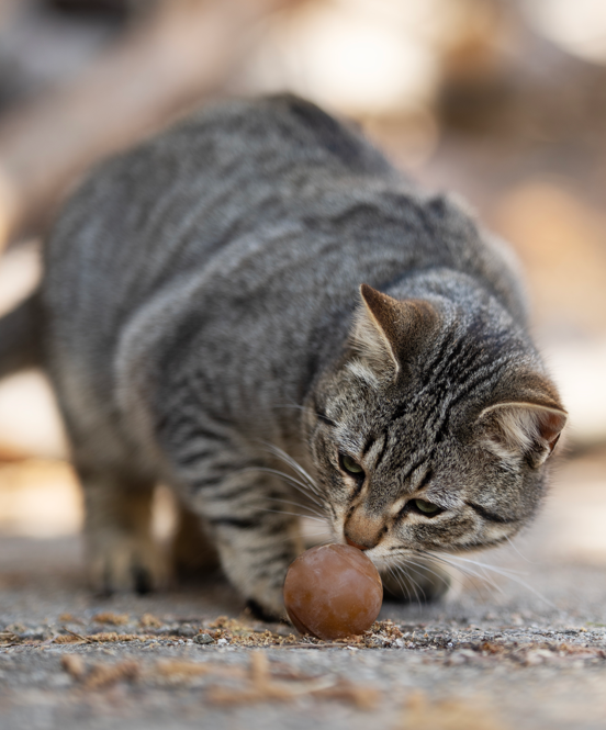 Rub Ball - Brinquedo Orgânico para Gato