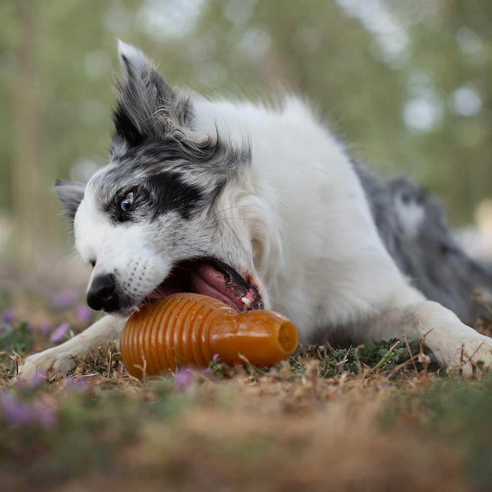 Rub Bouncy - Brinquedo Orgânico para Cão