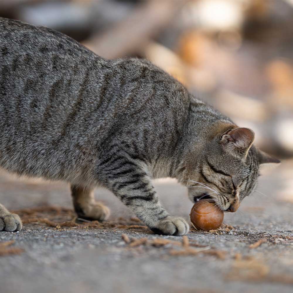 Rub Ball - Brinquedo Orgânico para Gato