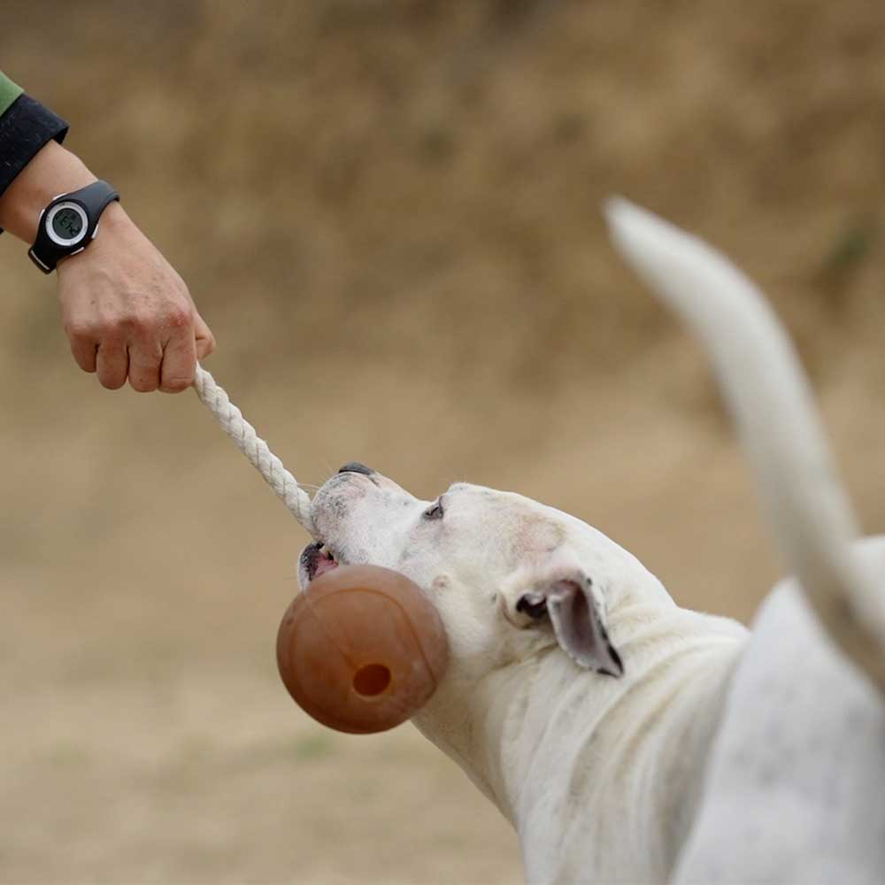 Rub Ball & Rope - Brinquedo Orgânico para Cão