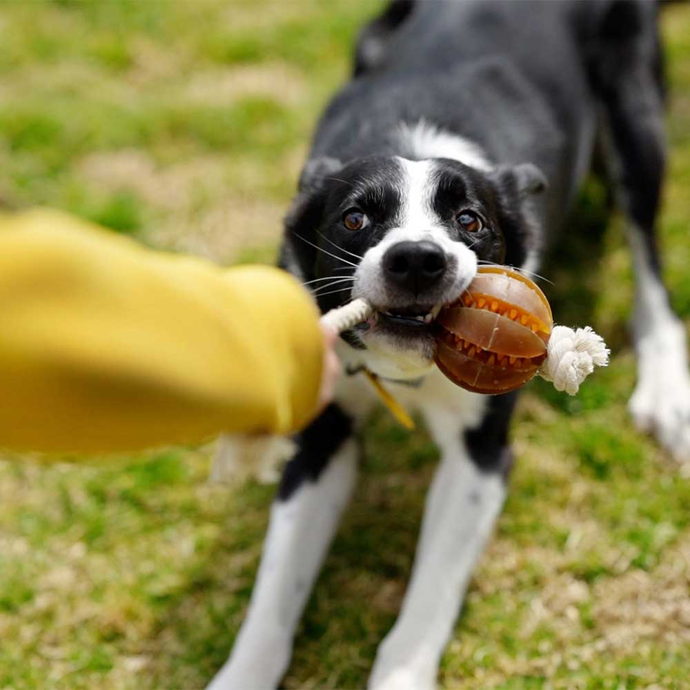 Rub Floating Dental Ball - Brinquedo Orgânico Dentário Flutuante para Cão