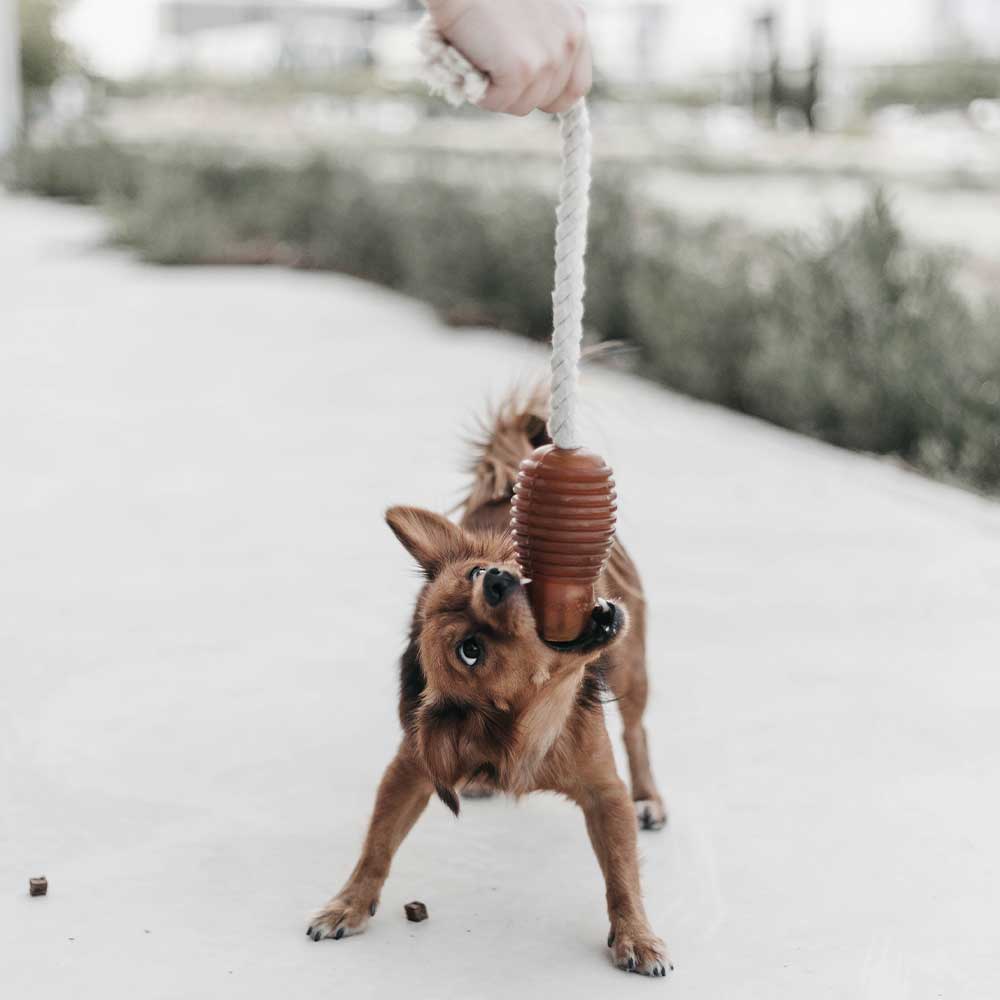 Rub Bouncy - Brinquedo Orgânico para Cão