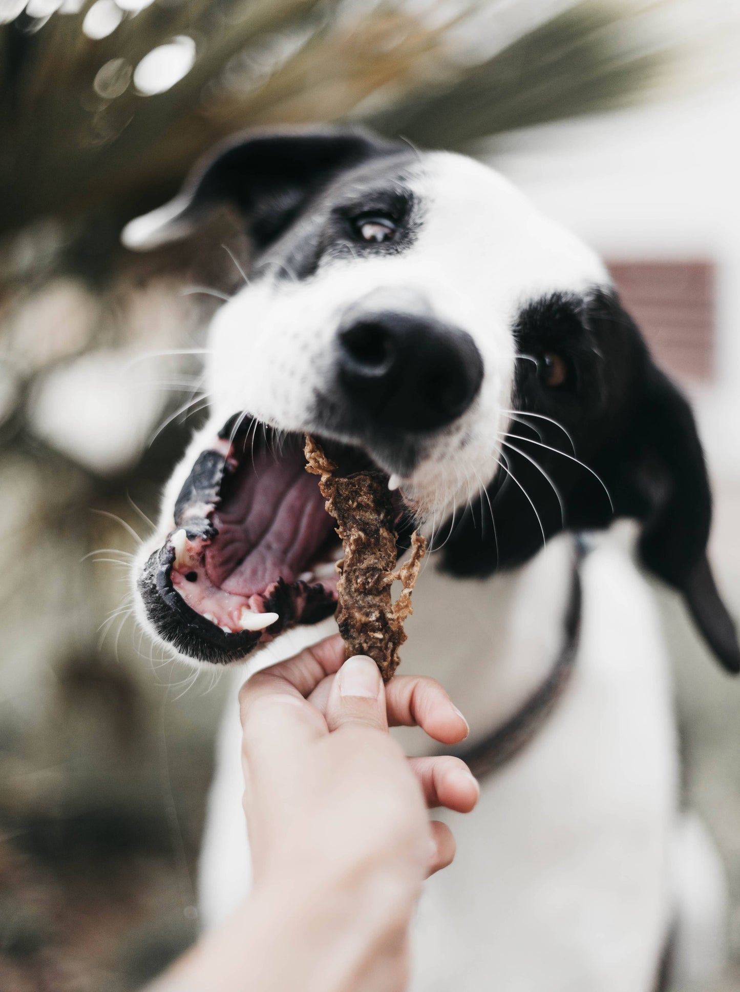 Snack de Frango Bio Para Cães - 200g